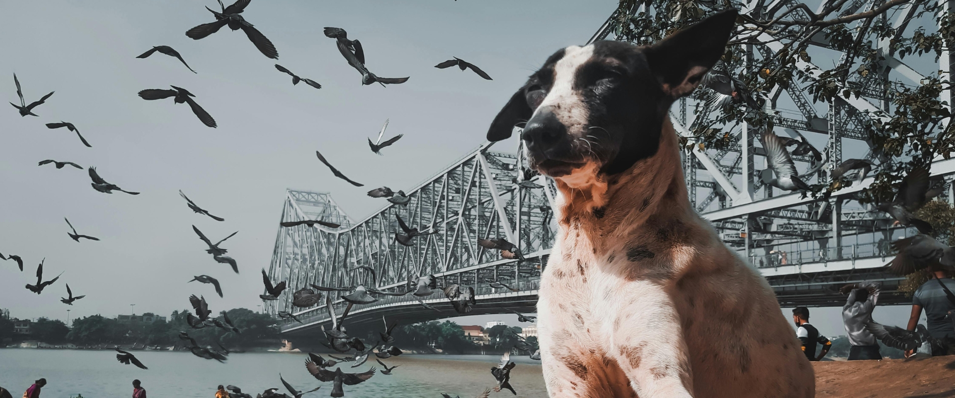 Pomysły na uspokojenie naszego psa